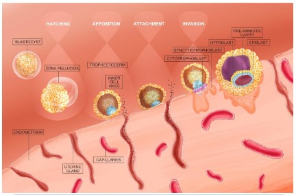 Research on Recent Progress in the Treatment of Thin Endometrium